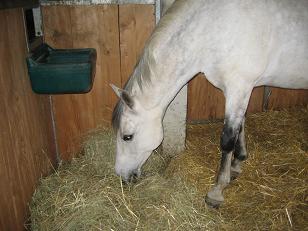 Heu-Fütterung Heu-Fütterung