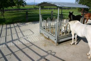 Auslaufplätze der Freilaufstallungen